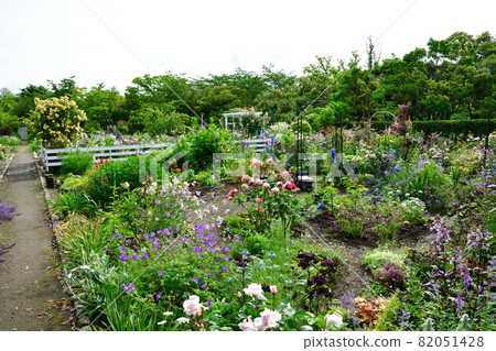 霧川公園市民花壇(新潟縣) 霧川公園市民花壇(新潟縣) 82051428