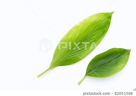Curcuma Comosa leaves on white background. 82051586
