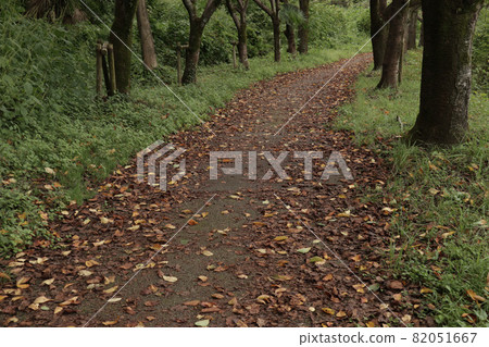 Path with dead leaves [early September] 82051667