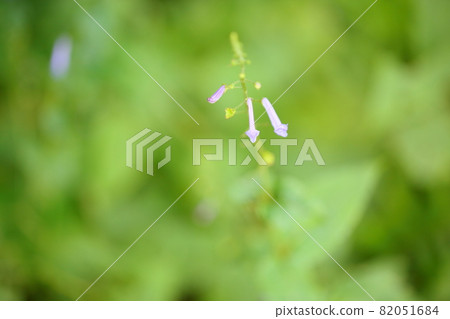 秋天三葉草花 82051684