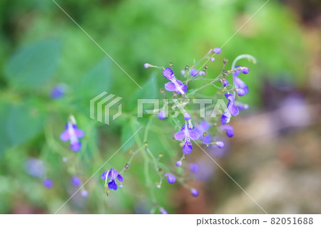 Flowers of Caliphone 82051688