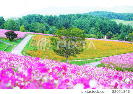Vast cosmos field "Taiyonookaengaru Park" Hokkaido 82051846
