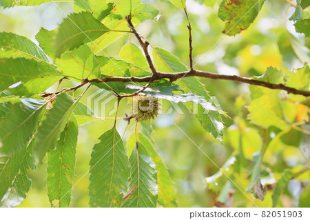 Kunugi橡子 82051903