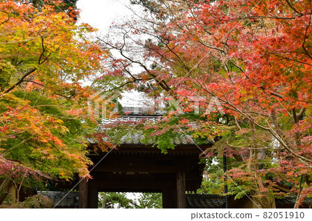 Autumn leaves maple maple 82051910
