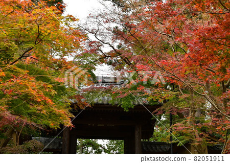 Autumn leaves maple maple Autumn leaves maple maple 82051911