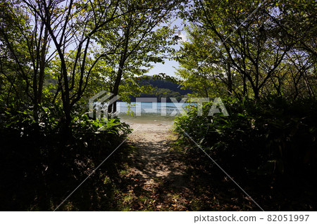 森林公路的風景 森林公路的風景 82051997