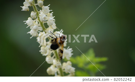 Shirosujibekko Hoverfly sucking the nectar of Actaea simplex 82052242