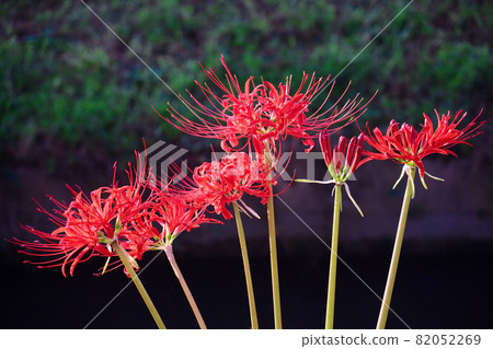 Cluster amaryllis 82052269