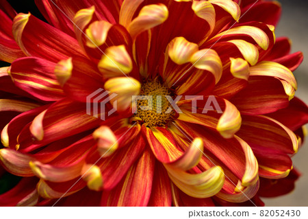 Representatives of flowers that bloom in autumn, chrysanthemums, Japanese chrysanthemums, western chrysanthemums Representatives of flowers that bloom in autumn, chrysanthemums, Japanese chrysanthemums, western chrysanthemums 82052430