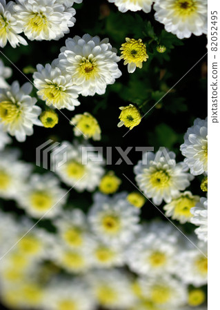 Representatives of flowers that bloom in autumn, chrysanthemums, Japanese chrysanthemums, western chrysanthemums Representatives of flowers that bloom in autumn, chrysanthemums, Japanese chrysanthemums, western chrysanthemums 82052495