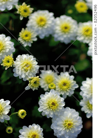秋天開花的花的代表,菊花,日本菊花,西洋菊花 秋天開花的花的代表,菊花,日本菊花,西洋菊花 82052496