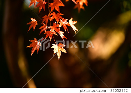 Autumn leaves 82052552
