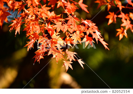 Autumn leaves 82052554