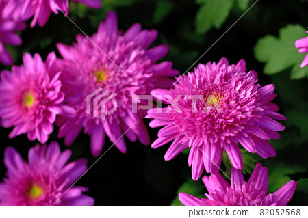 Representatives of flowers that bloom in autumn, chrysanthemums, Japanese chrysanthemums, western chrysanthemums Representatives of flowers that bloom in autumn, chrysanthemums, Japanese chrysanthemums, western chrysanthemums 82052568