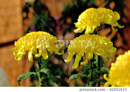 Representatives of flowers that bloom in autumn, chrysanthemums, Japanese chrysanthemums, western chrysanthemums 82052623