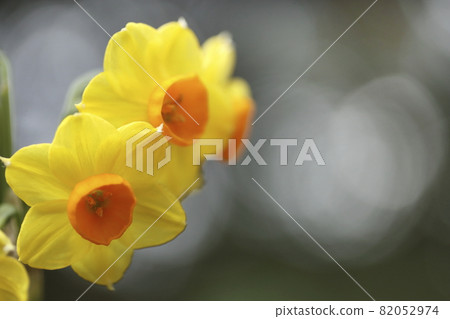 Narcissus Narcissus 82052974