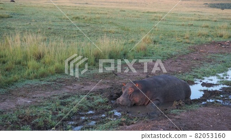 [Kenya Masai Mara] Hippopotamus bathing 82053160