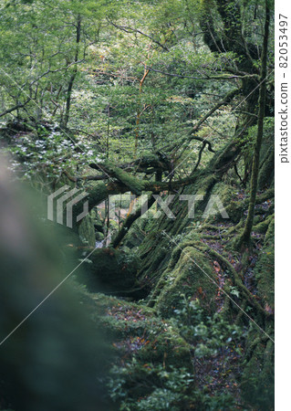 像幽靈森林一樣的屋久島森林和屋久杉 82053497