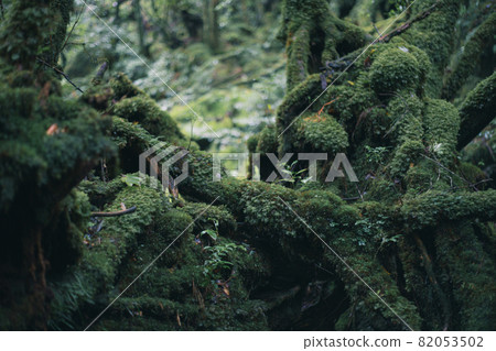 像幽靈森林一樣的屋久島森林和屋久杉 像幽靈森林一樣的屋久島森林和屋久杉 82053502