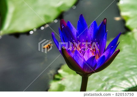 A natural landscape of bees flying around a bluish-purple water lily A natural landscape of bees flying around a bluish-purple water lily 82053750