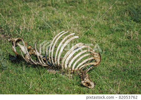 Wildlife bones in Masai Mara National Reserve Wildlife bones in Masai Mara National Reserve 82053762