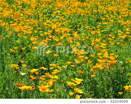 Poppies blooming in Konosu Poppy Happy Square (Takimamuro venue) 82054099