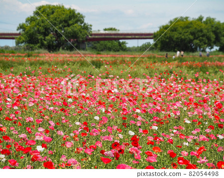 Poppies blooming in Konosu Poppy Happy Square (Takimamuro venue) 82054498
