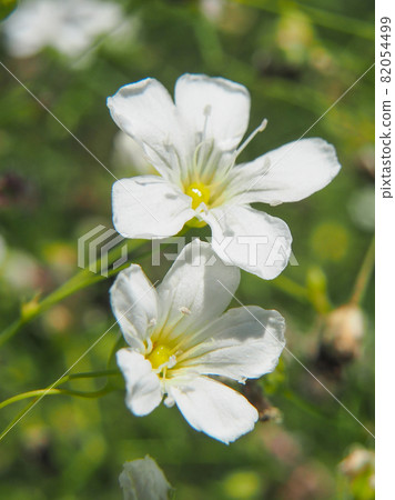 Gypsophila blooming in Konosu Poppy Happy Square (Takimamuro venue) 82054499
