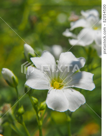 Gypsophila blooming in Konosu Poppy Happy Square (Takimamuro venue) 82054500