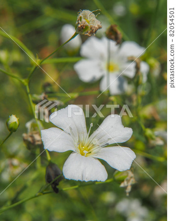 Gypsophila blooming in Konosu Poppy Happy Square (Takimamuro venue) 82054501