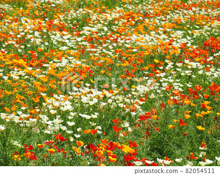 紅之洲罌粟歡樂廣場（瀧間室會場）盛開的罌粟花 82054511