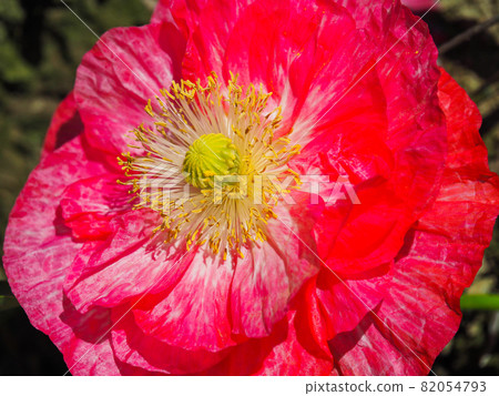 紅之洲罌粟歡樂廣場（瀧間室會場）盛開的罌粟花 82054793