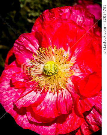 紅之洲罌粟歡樂廣場(瀧間室會場)盛開的罌粟花 紅之洲罌粟歡樂廣場(瀧間室會場)盛開的罌粟花 82054795