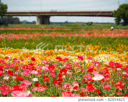 Poppies blooming in Konosu Poppy Happy Square (Takimamuro venue) 82054825