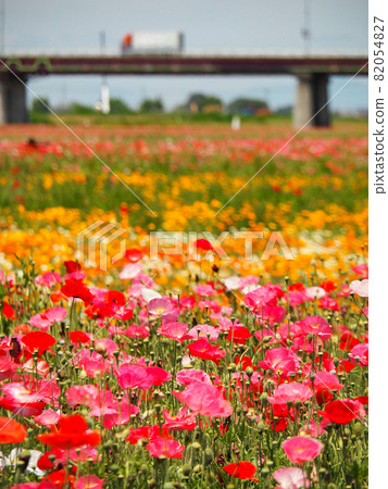 Poppies blooming in Konosu Poppy Happy Square (Takimamuro venue) 82054827