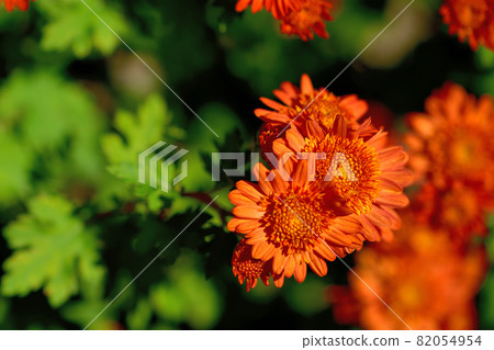 Representatives of flowers that bloom in autumn, chrysanthemums, Japanese chrysanthemums, western chrysanthemums Representatives of flowers that bloom in autumn, chrysanthemums, Japanese chrysanthemums, western chrysanthemums 82054954
