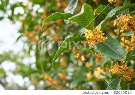 Osmanthus flower 82055053