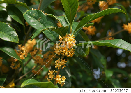 Osmanthus flower Osmanthus flower 82055057