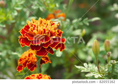 Marigold [green background] 82055162