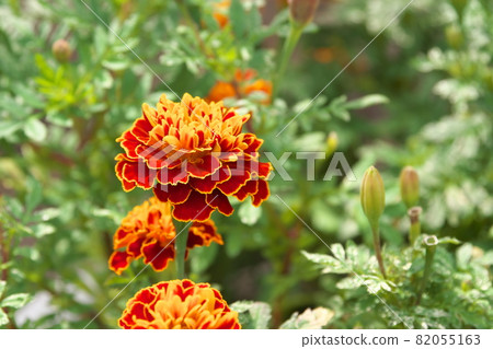 Marigold [green background] 82055163