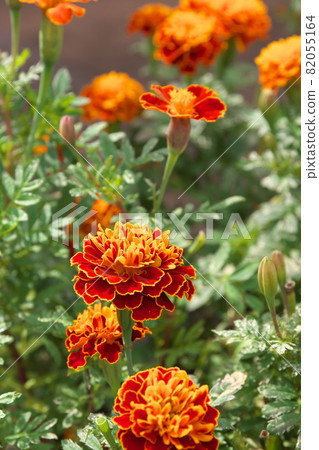 Marigold [green background] 82055164