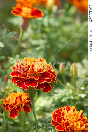 Marigold [green background] 82055165