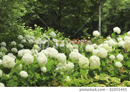 Hydrangea of Fujimi Kogen 82055405