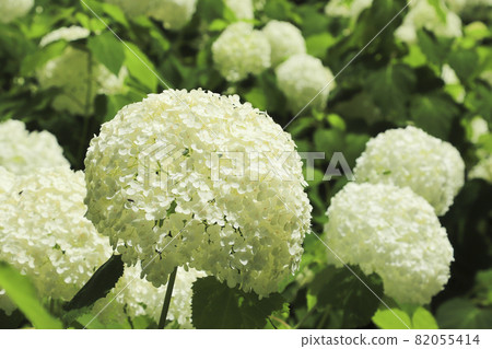 Hydrangea of Fujimi Kogen Hydrangea of Fujimi Kogen 82055414