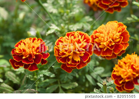 Marigold [green background] 82055505