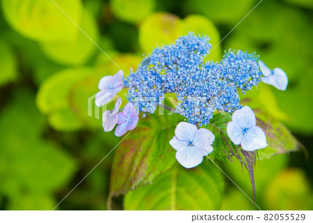 五顏六色的藍色繡球花 82055529