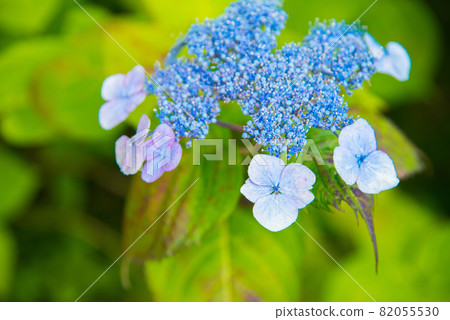 五顏六色的藍色繡球花 82055530