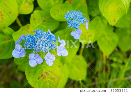 五顏六色的藍色繡球花 五顏六色的藍色繡球花 82055531