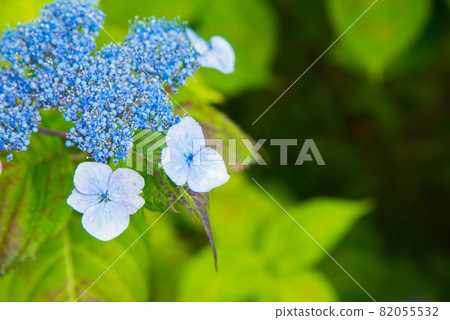 五顏六色的藍色繡球花 82055532