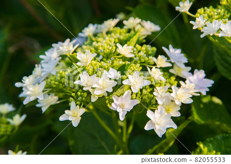 五顏六色的白色繡球花 82055533